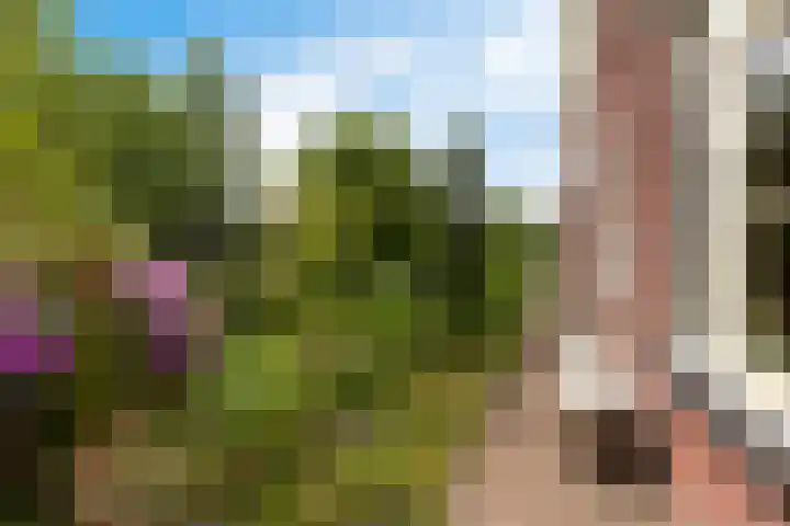 Zwarte Els 12 Leek thumbnail 47