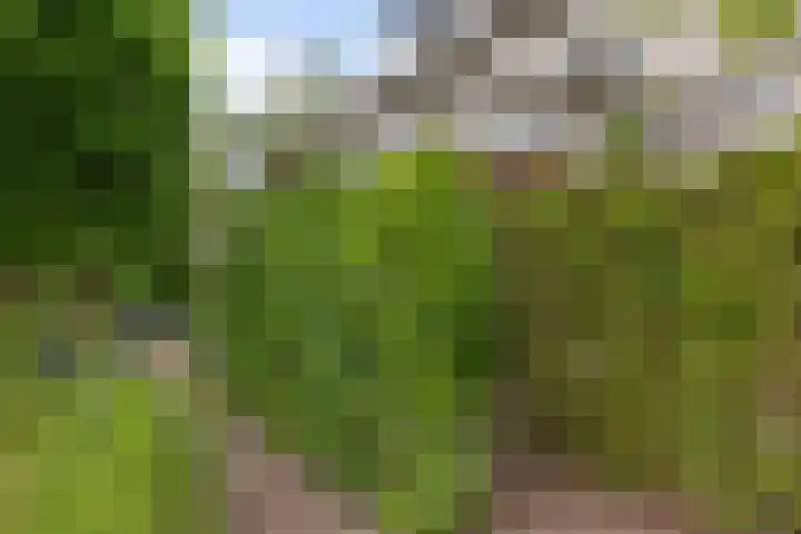 Zwarte Els 12 Leek thumbnail 48