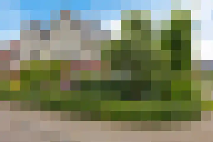 Zwarte Els 12 Leek thumbnail 50