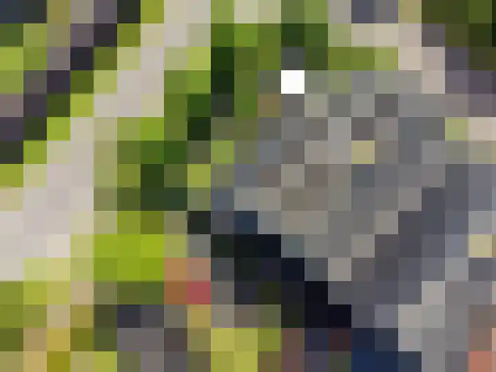 Zwarte Els 12 Leek thumbnail 52