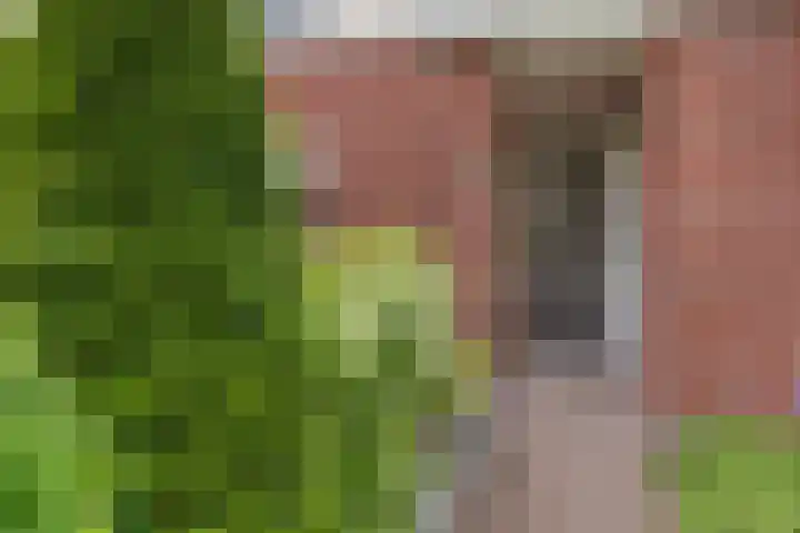 Zwarte Els 12 Leek thumbnail 6