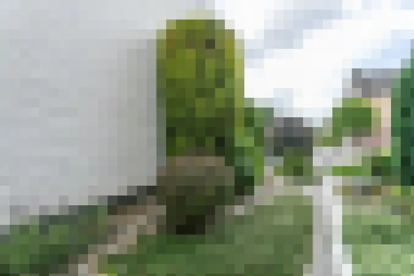 Zwarte Graaf 3 Doenrade thumbnail 40
