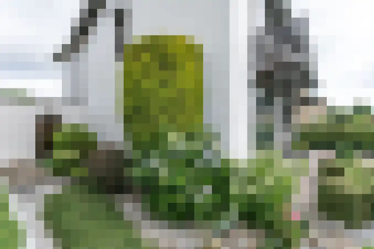 Zwarte Graaf 3 Doenrade thumbnail 41