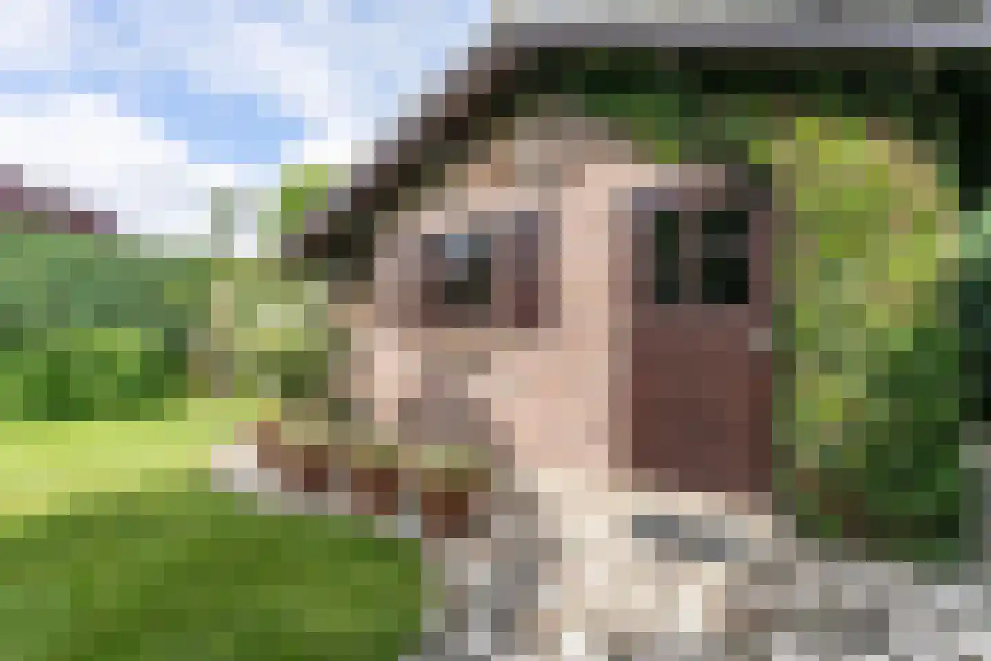 Zwarte Graaf 3 Doenrade thumbnail 54