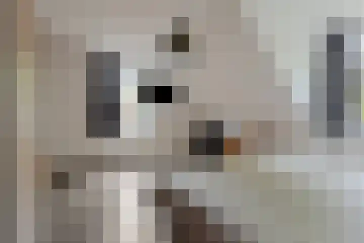 Zwarte Graaf 38 Doenrade thumbnail 25