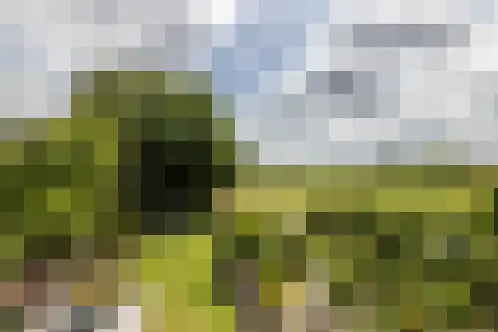 Zwarte Graaf 50 Doenrade thumbnail 4