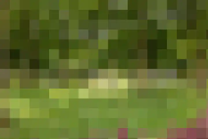 Zwarte Graaf 50 Doenrade thumbnail 50