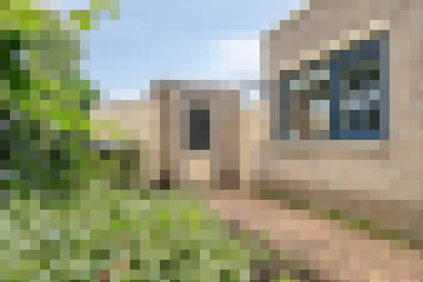 Zwarte Kaaiman 36 Heerhugowaard thumbnail 23