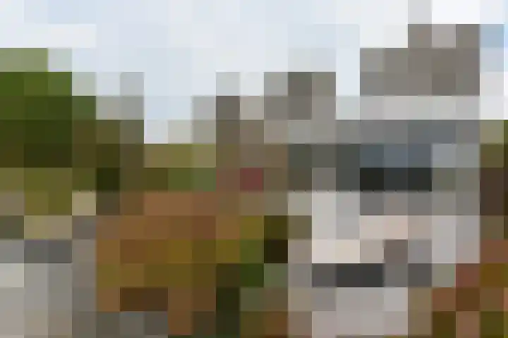 Zwarte mees 15 Uithoorn thumbnail 29