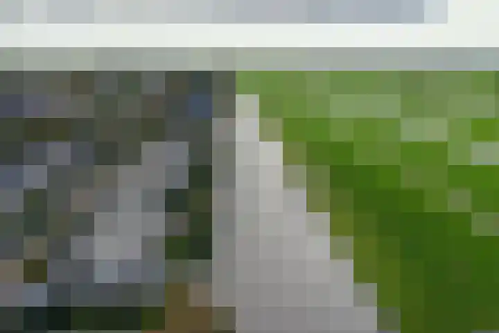 Zwarte mees 15 Uithoorn thumbnail 32