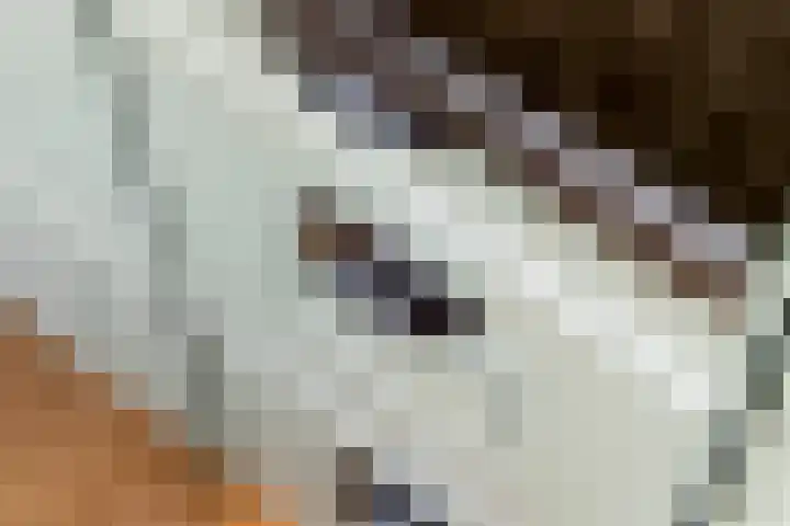 Zwarte Paard 6 Ingen thumbnail 20