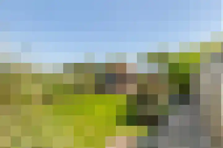 Zwarte Paard 6 Ingen thumbnail 35