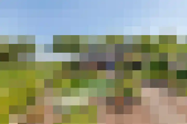 Zwarte Paard 6 Ingen thumbnail 37