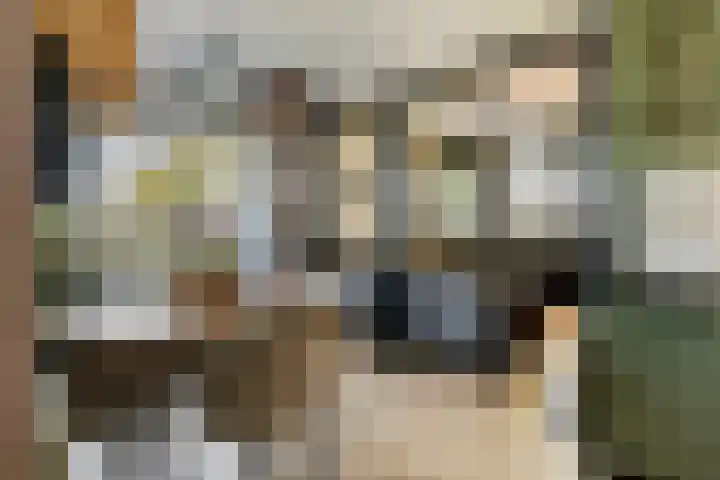 Zwarte Paard 6 Ingen thumbnail 5