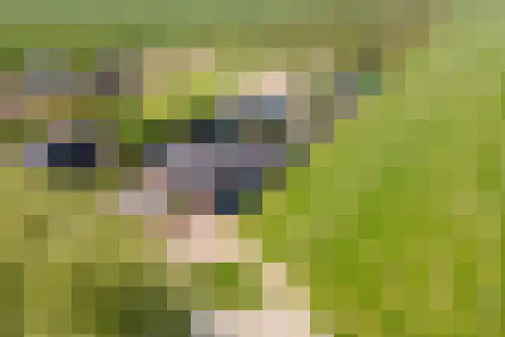 Zwarte Paard 6 Ingen thumbnail 53