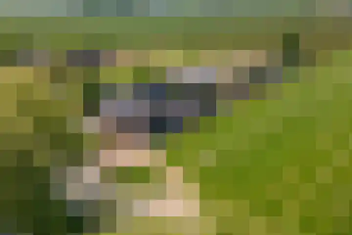 Zwarte Paard 6 Ingen thumbnail 54