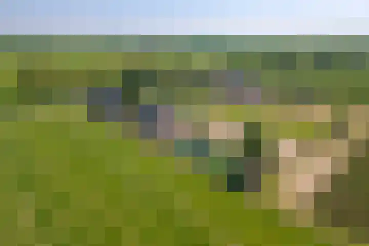 Zwarte Paard 6 Ingen thumbnail 55