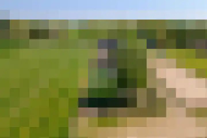 Zwarte Paard 6 Ingen thumbnail 56
