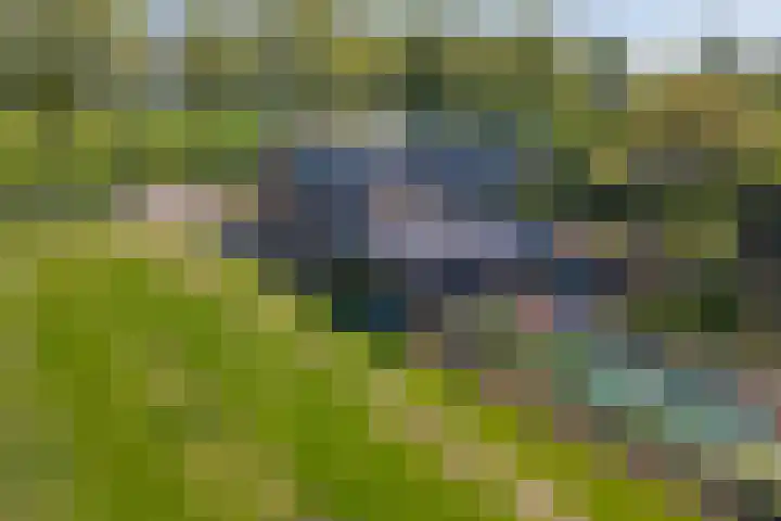 Zwarte Paard 6 Ingen thumbnail 58