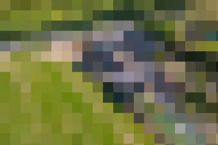 Zwarte Paard 6 Ingen thumbnail 59
