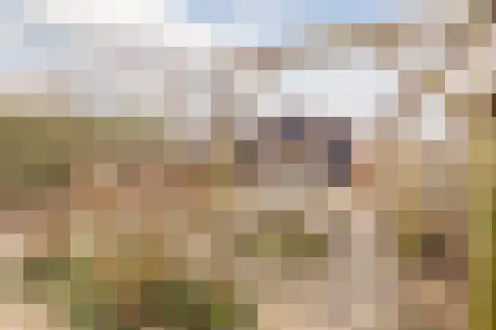 Zwarte Paard 8 Ingen thumbnail 47