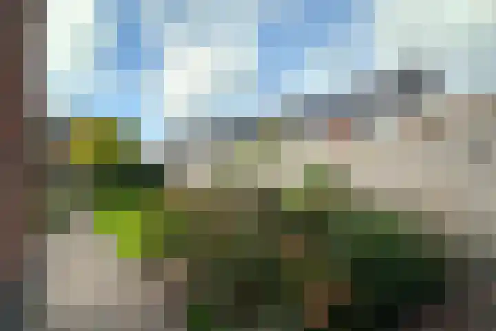 Zwarte Roodstaart 1 Woudenberg thumbnail 35