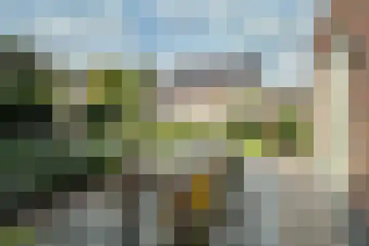 Zwarte Roodstaart 1 Woudenberg thumbnail 36