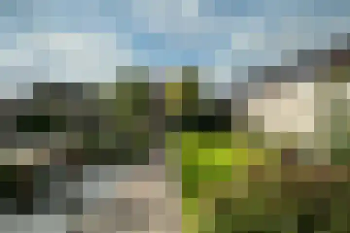 Zwarte Roodstaart 1 Woudenberg thumbnail 37