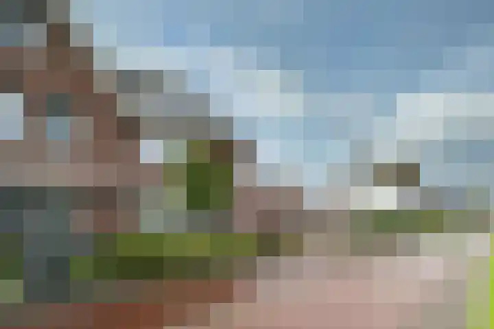Zwarte Roodstaart 1 Woudenberg thumbnail 5