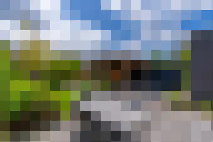 Zwarte Roodstaart 16 Woudenberg thumbnail 39