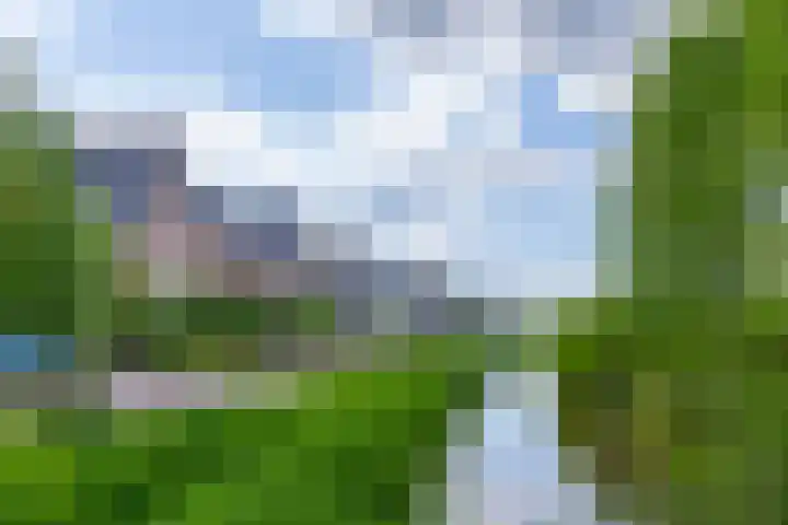 Zwarte Roodstaart 16 Woudenberg thumbnail 7