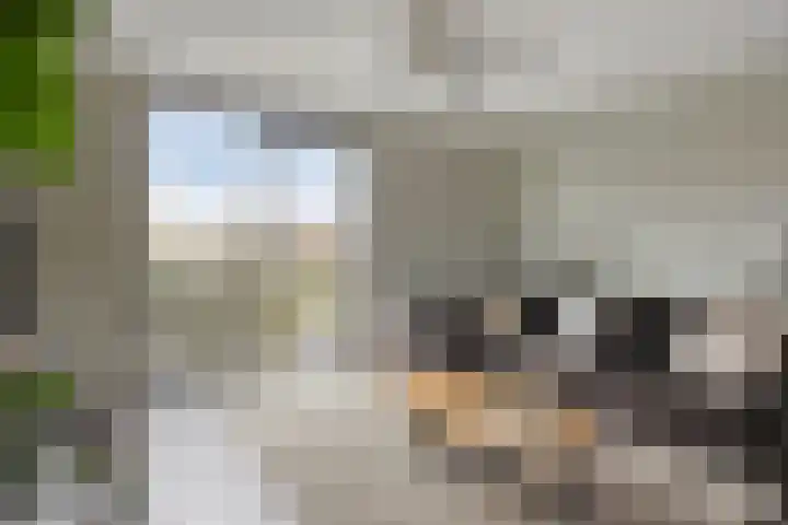 Zwarte Specht 66 Zeewolde thumbnail 15