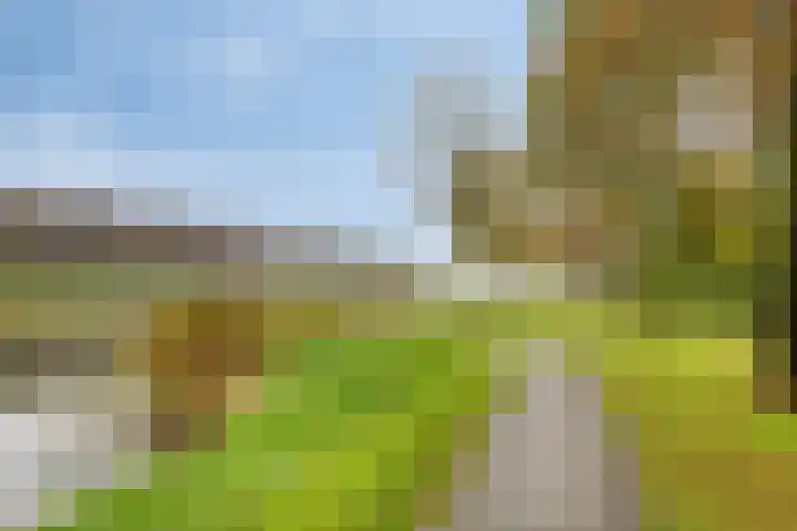 Zwarte Specht 66 Zeewolde thumbnail 32