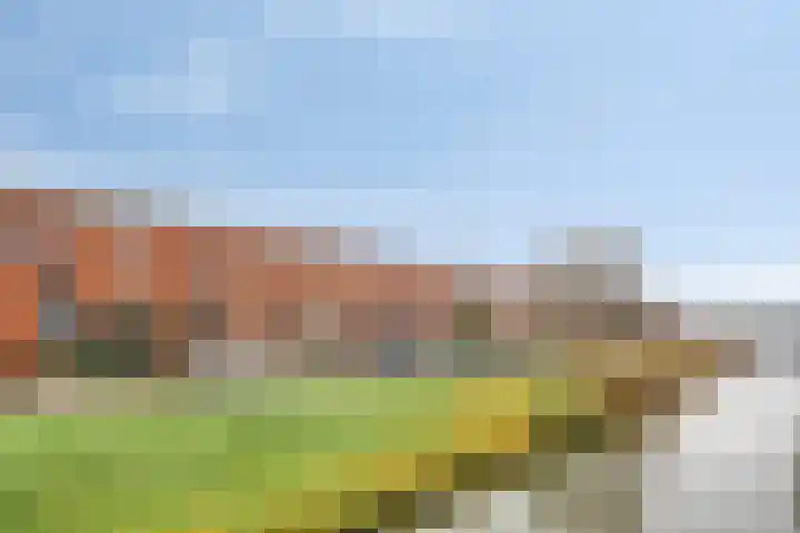Zwarte Specht 66 Zeewolde thumbnail 6
