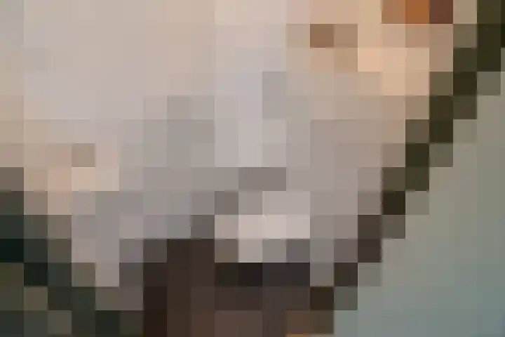 Zwarte Sternhof 15 Delft thumbnail 14
