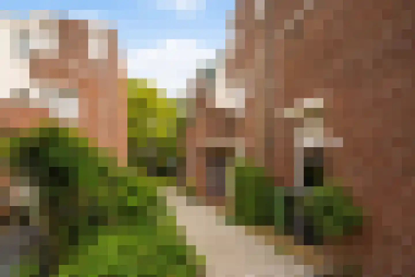 Zwarte Sternhof 6 Delft thumbnail 40