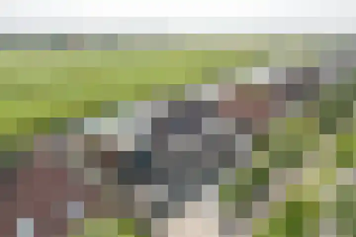 Zwarte Weg 10 Vegelinsoord thumbnail 44