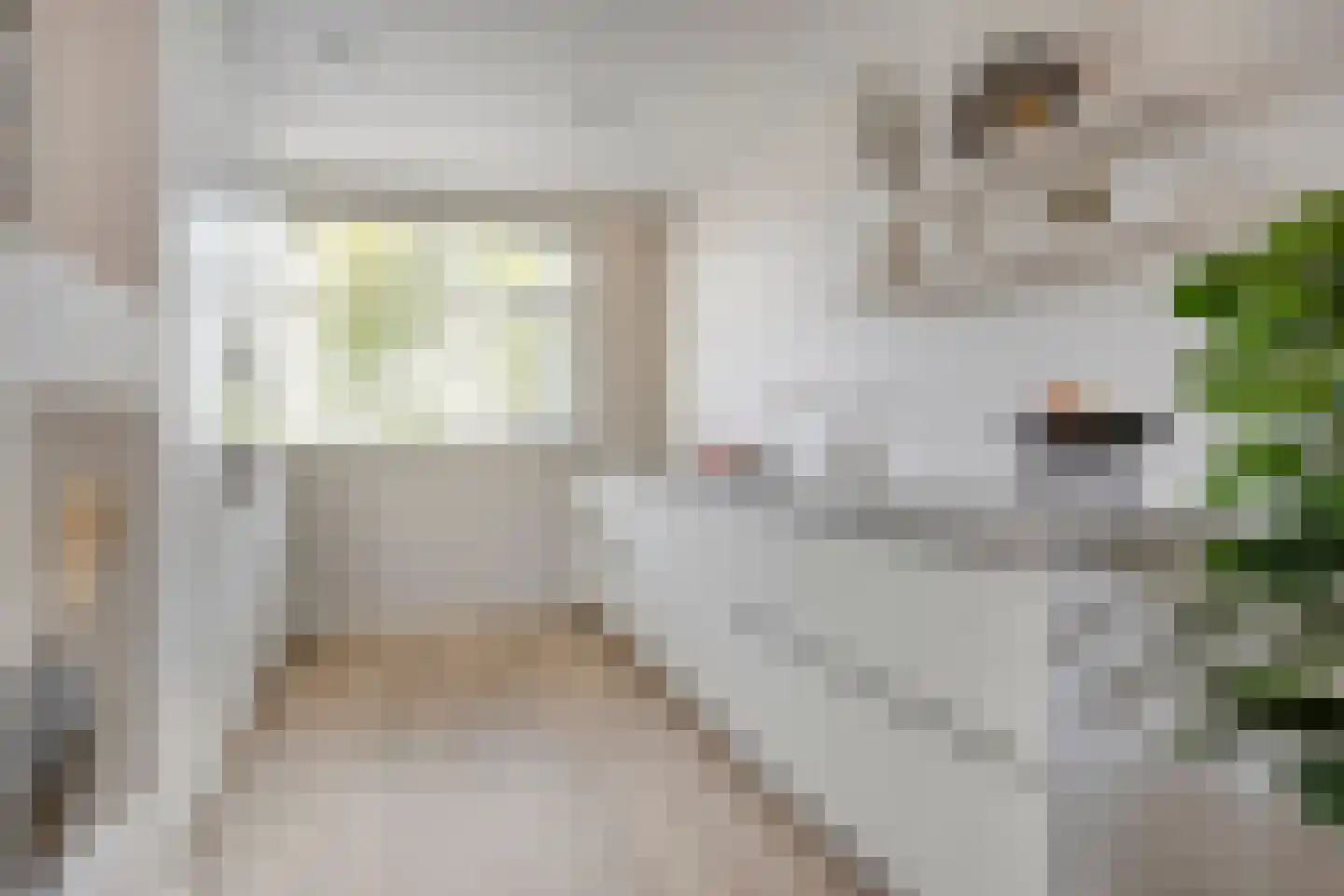 Zwartebes 14 Borne thumbnail 6