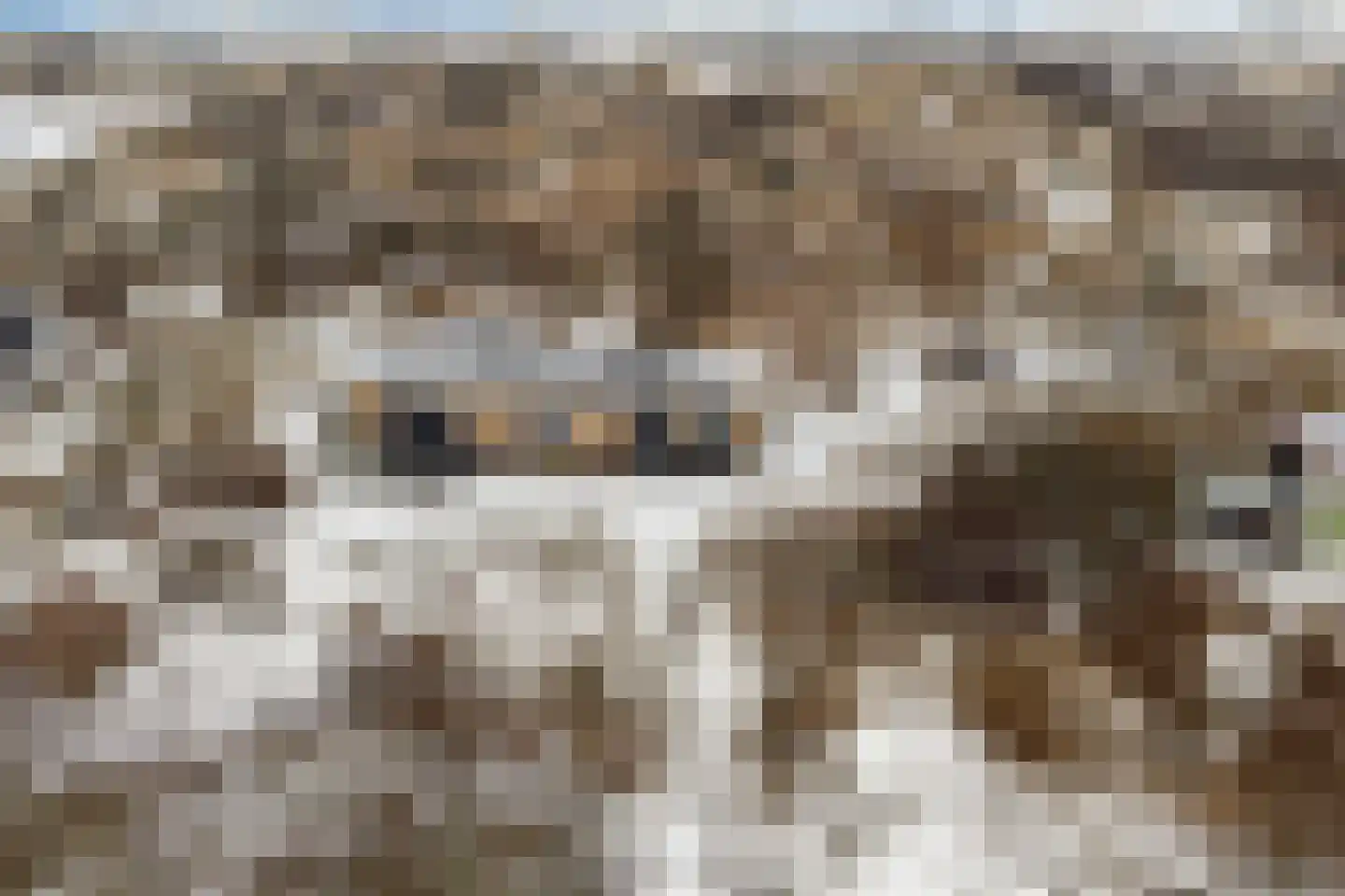 Zwarteduinenweg 12 Schiermonnikoog thumbnail 25