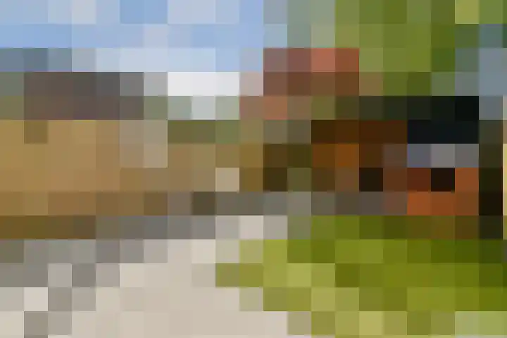 Zwartemeer 2 Zaandam thumbnail 13
