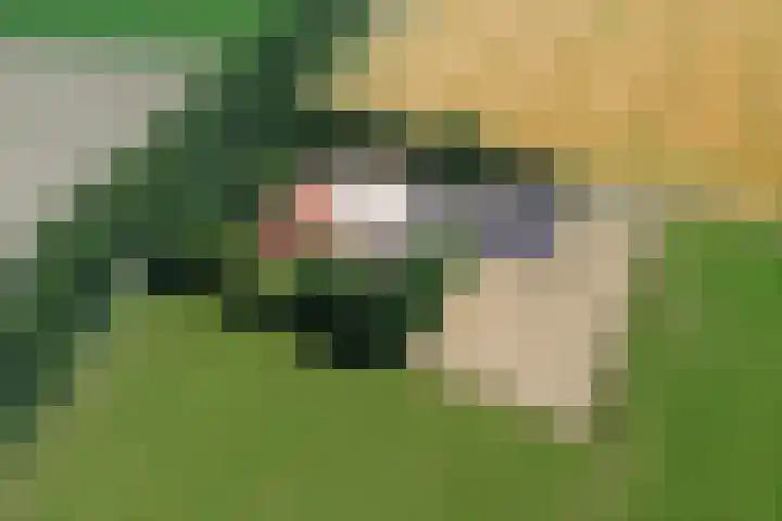 Zwartemeerweg 12 Ens thumbnail 6
