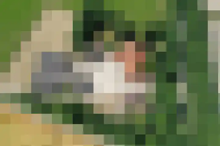 Zwartemeerweg 12 Ens thumbnail 9