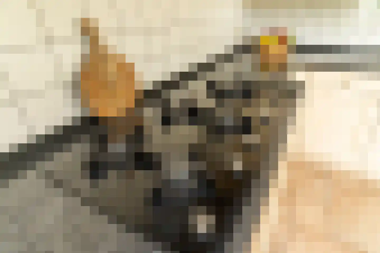Zwartendijk 16 Monster thumbnail 15