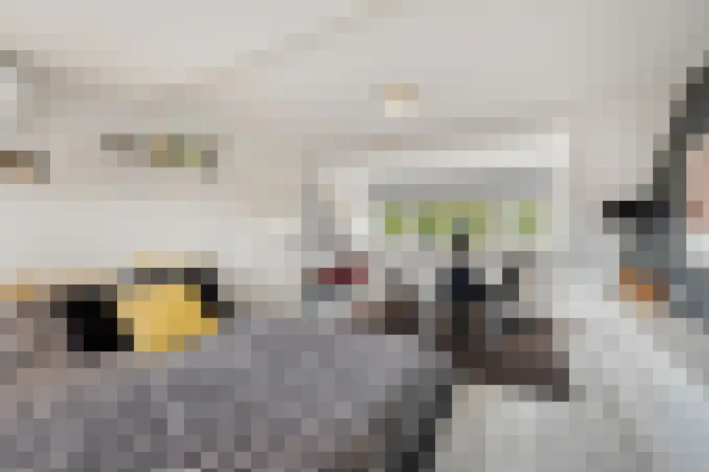Zwartepad 10 Warmenhuizen thumbnail 46