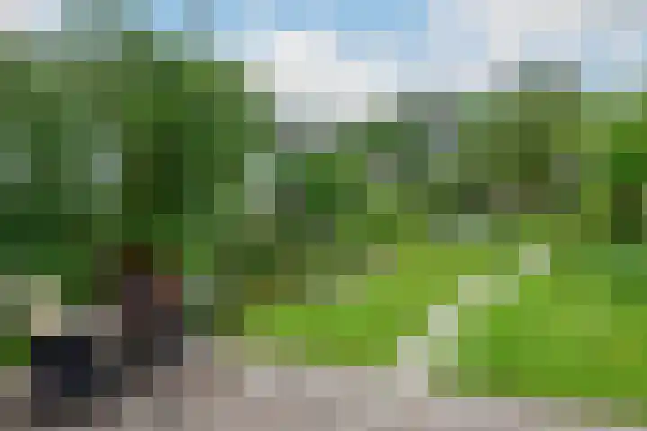 Zwarteweg 131 Aalsmeer thumbnail 28