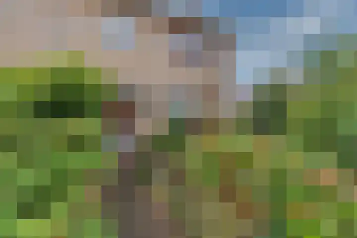 Zwarteweg 60 Bennebroek thumbnail 6