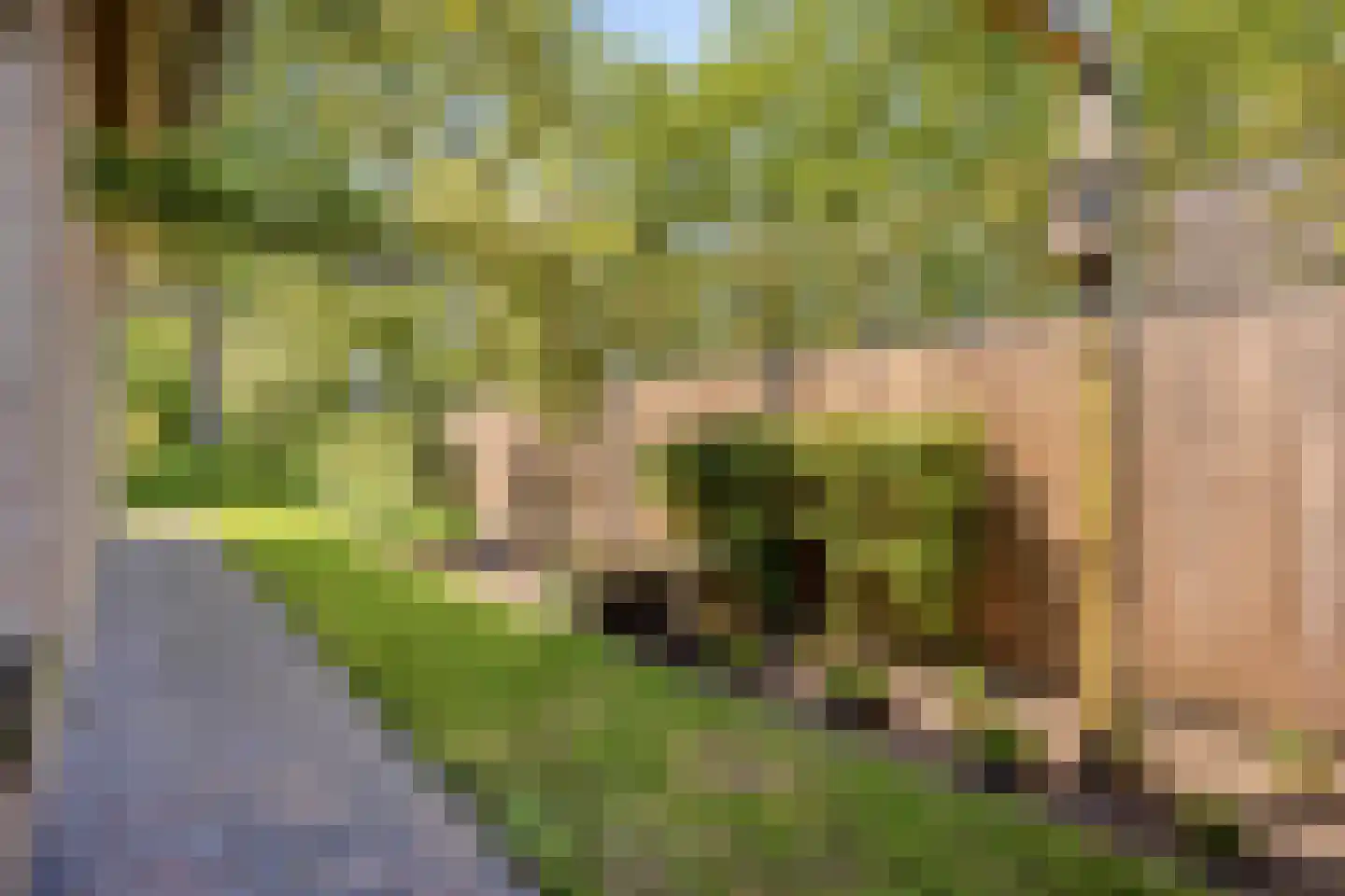 Zwarteweg 66 Nieuw-Amsterdam thumbnail 61