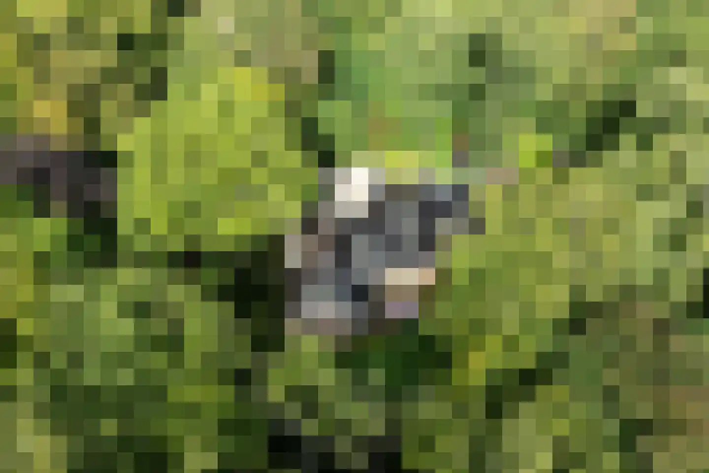 Zwarteweg 7 Aerdenhout thumbnail 39