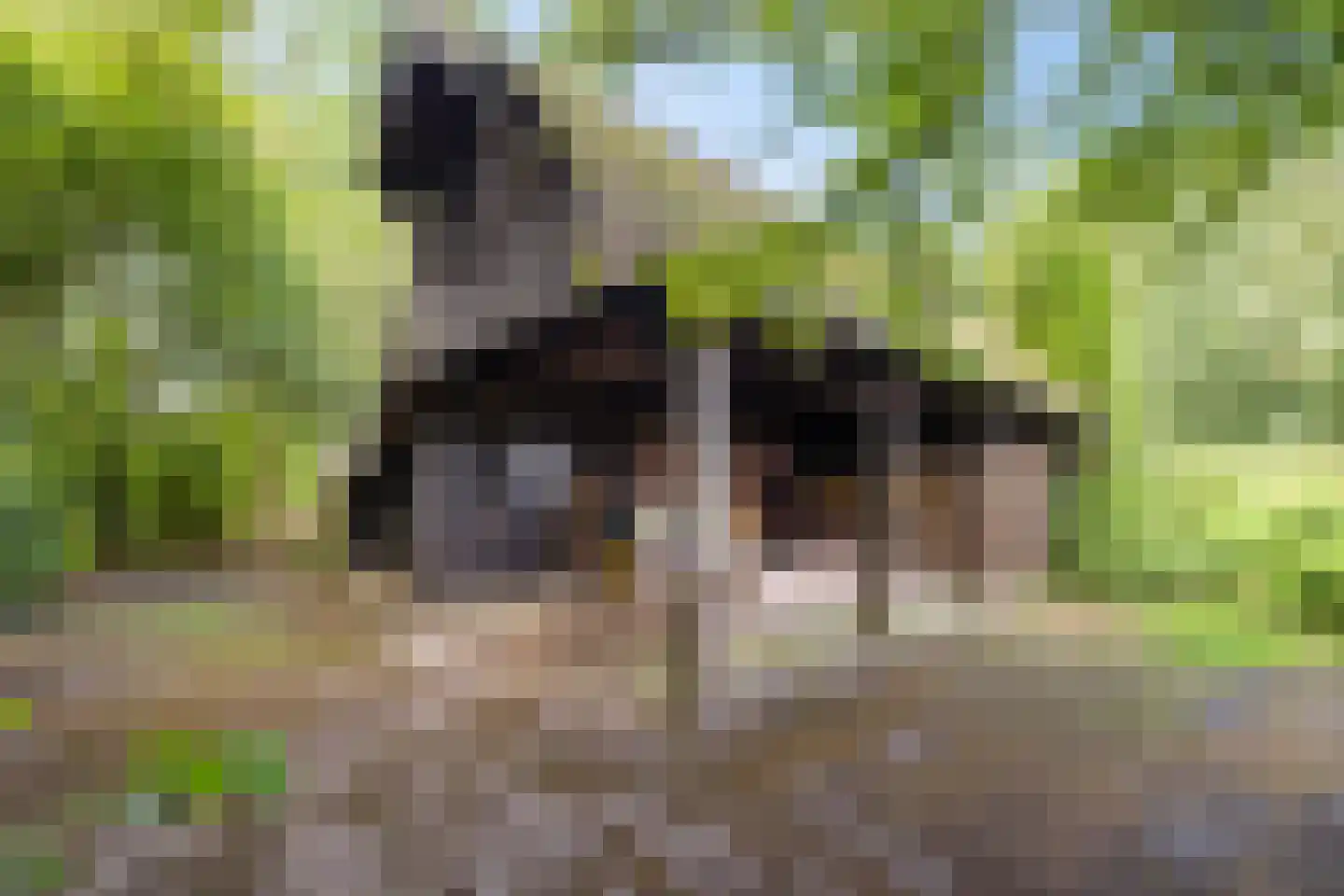 Zwarteweg 7 Gieterveen thumbnail 69