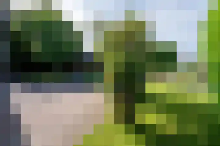 Zwarthalszwaan 7 Wildervank thumbnail 34